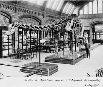Diplodocus on display, May 1905
